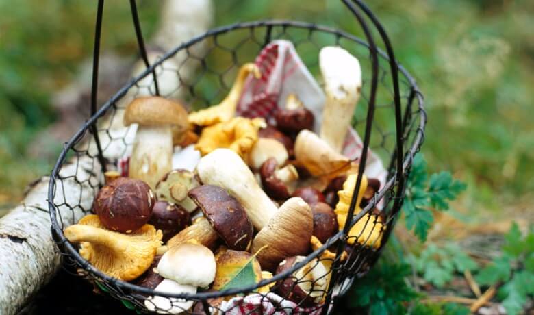 Im Herbst Pilze suchen