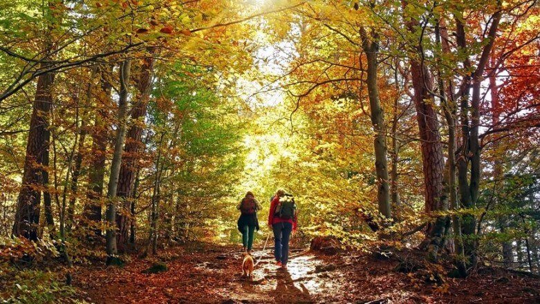 Perfekte Erholung beim Herbstspaziergang im Wald