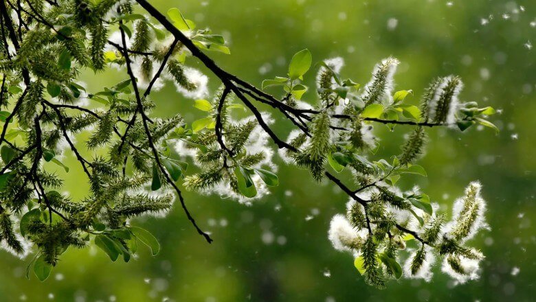 Allergien behandeln: Pollenflug