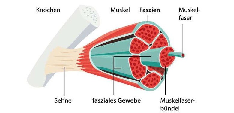 Faszientraining: Das sind Faszien