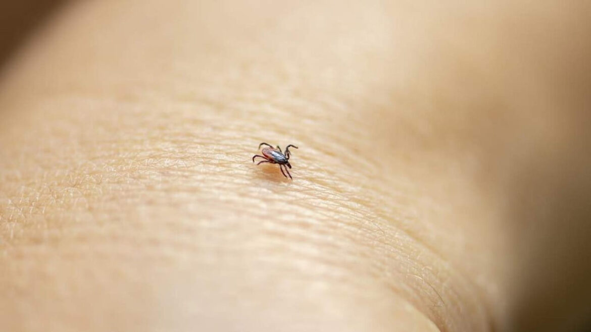 Zecken richtig entfernen: Komplette Anleitung und alle Tipps