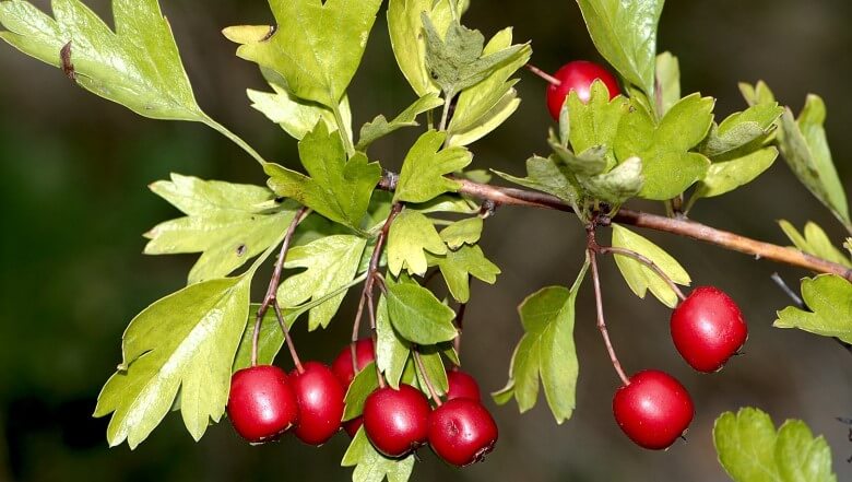 Die Beeren des Weißdorns