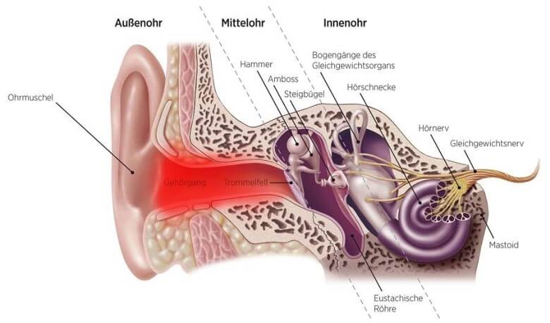 Mittel gegen Ohrenschmerzen: Aufbau des Ohrs