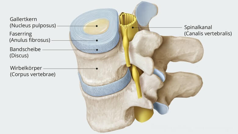 Bandscheiben Schmerzen: Aufbau der Bandscheiben