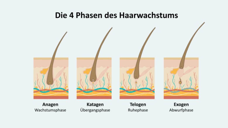 Gesundes Haar: Haarwachstumsphasen